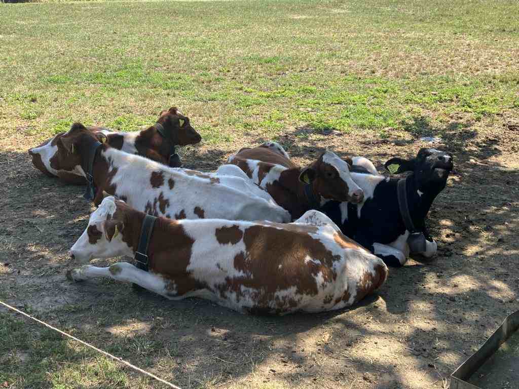 Cows in the shade