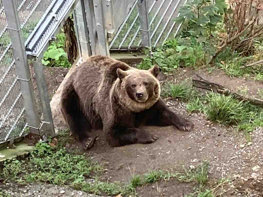 Ursina - Bern's favorite Bear