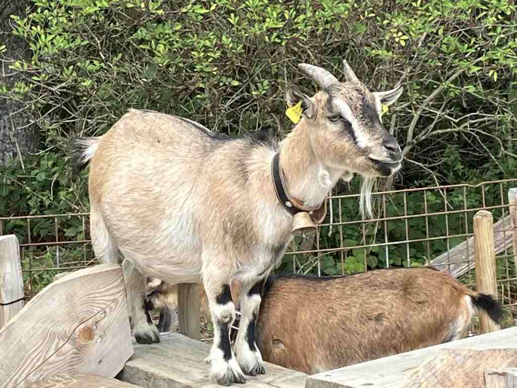 Trans Swiss Trail - In Gotthelfs Heimat Image3067