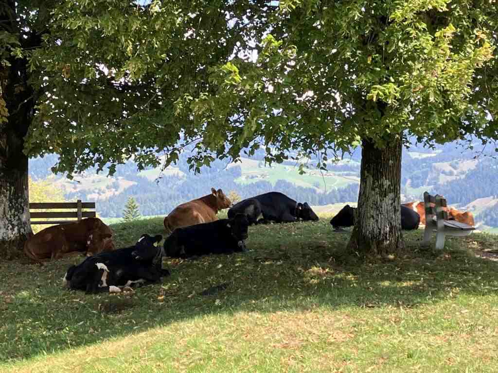 A cow's siesta place 