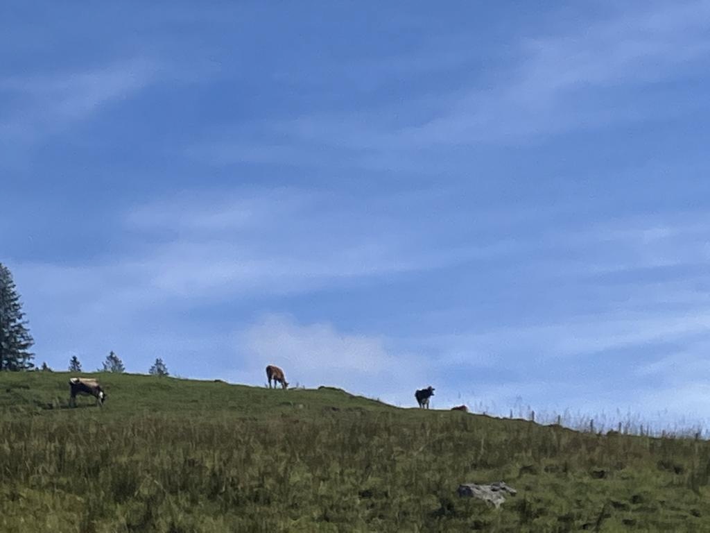 Cows beneath a blue sky