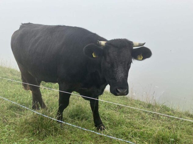 Black cow