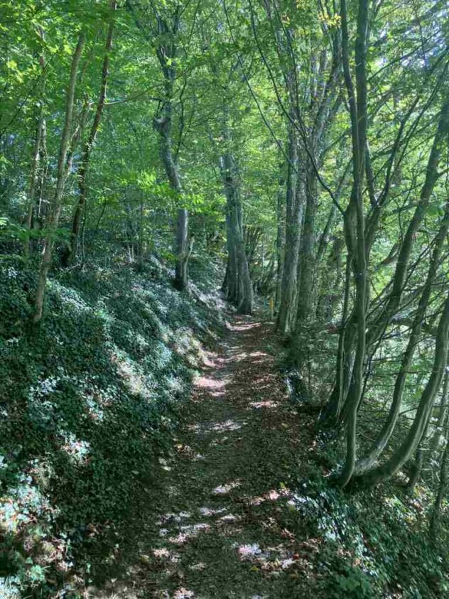 Lovely path beneath shady trees