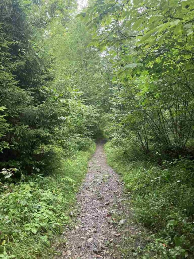 Wet path through wet forest