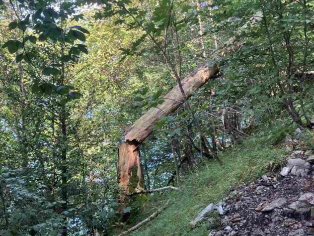 Last remnant of a once proud tree