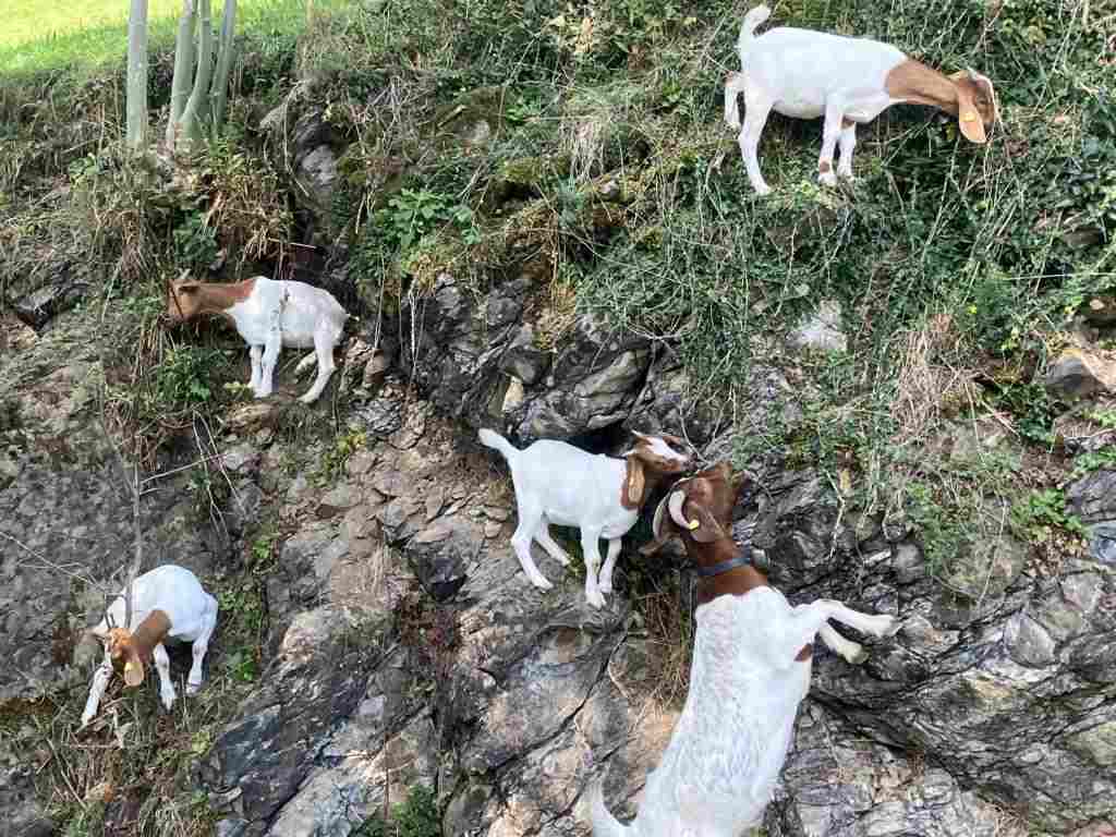 Goats searching for food 