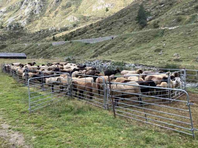 A flock of sheep, ready for transport