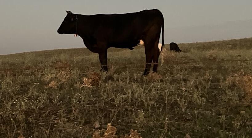 La Via de la Plata - Schrödingers Katze K1024 IMG 9095 Zug