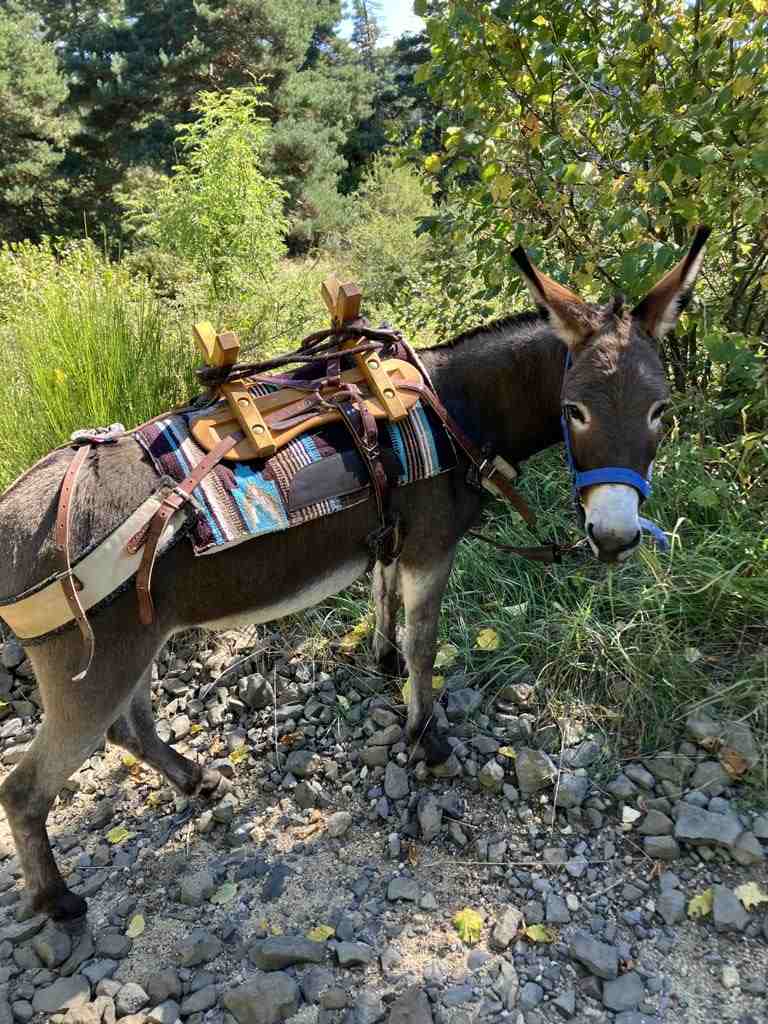 First donkey